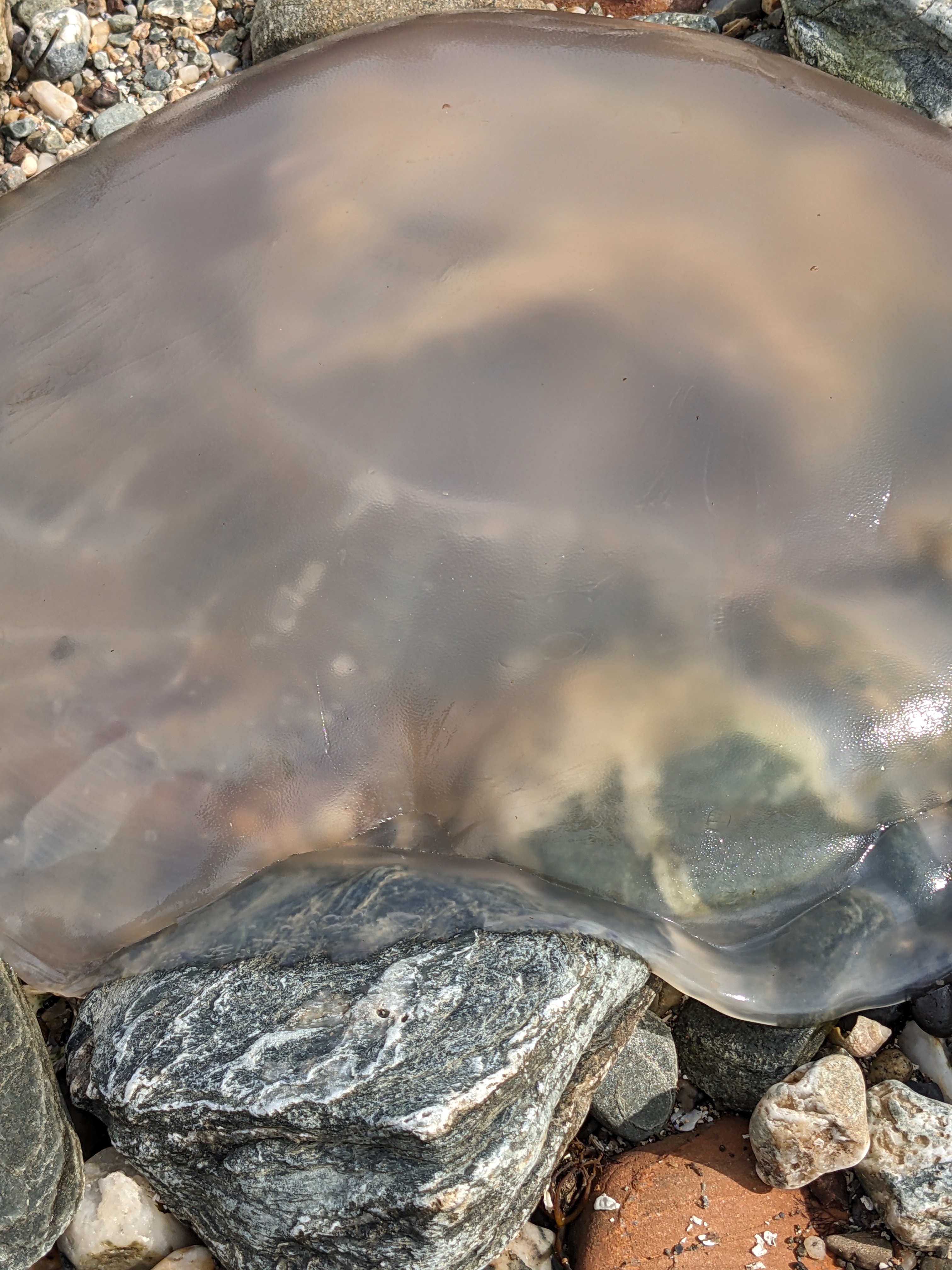 Jelly Fish7